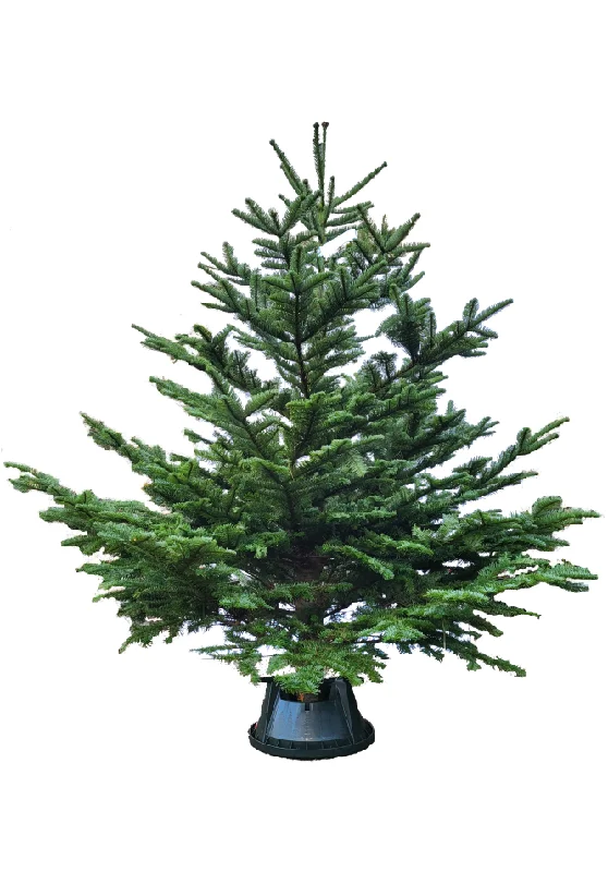 6ft Noble Fir Christmas Tree