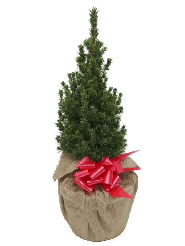 Small Christmas Tree in Hessian Wrap