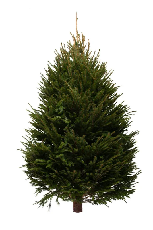 5ft Norway Spruce Christmas Tree