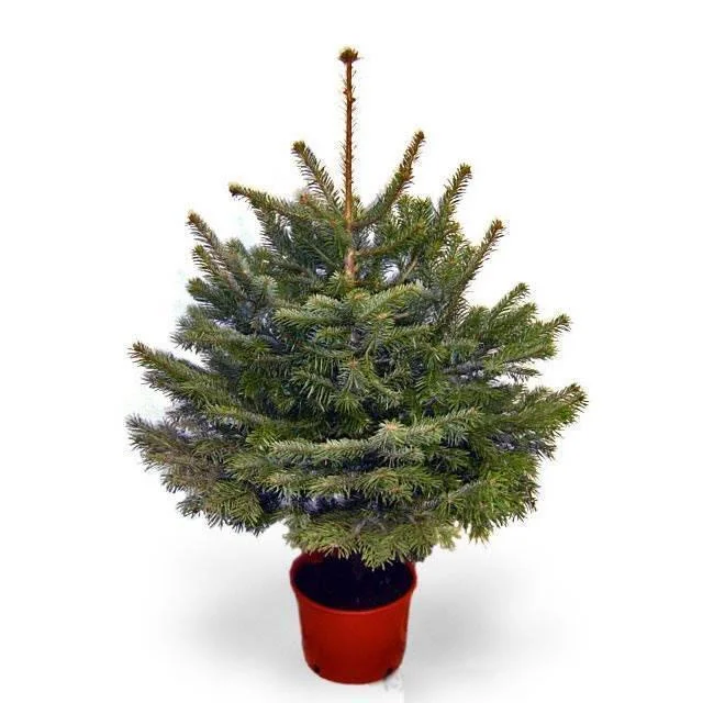 2ft Pot Grown Fraser Fir Christmas Tree