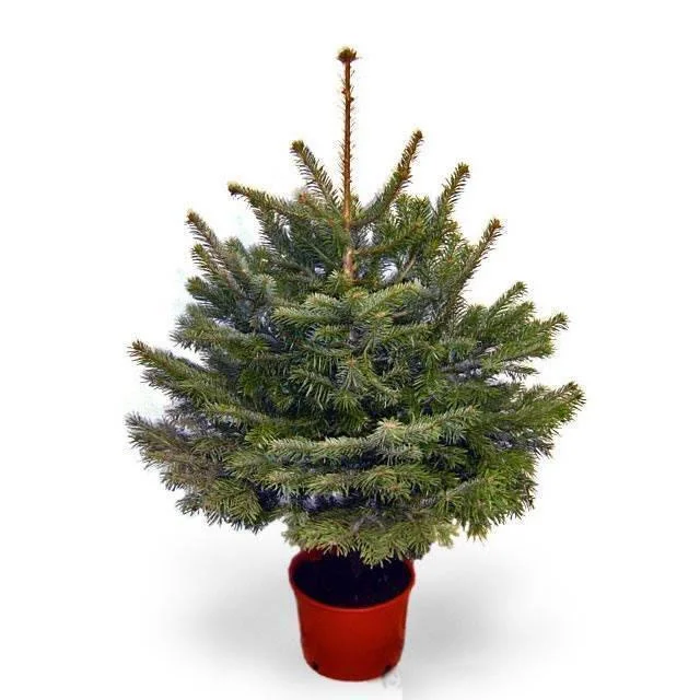 5ft Pot Grown Fraser Fir Christmas Tree